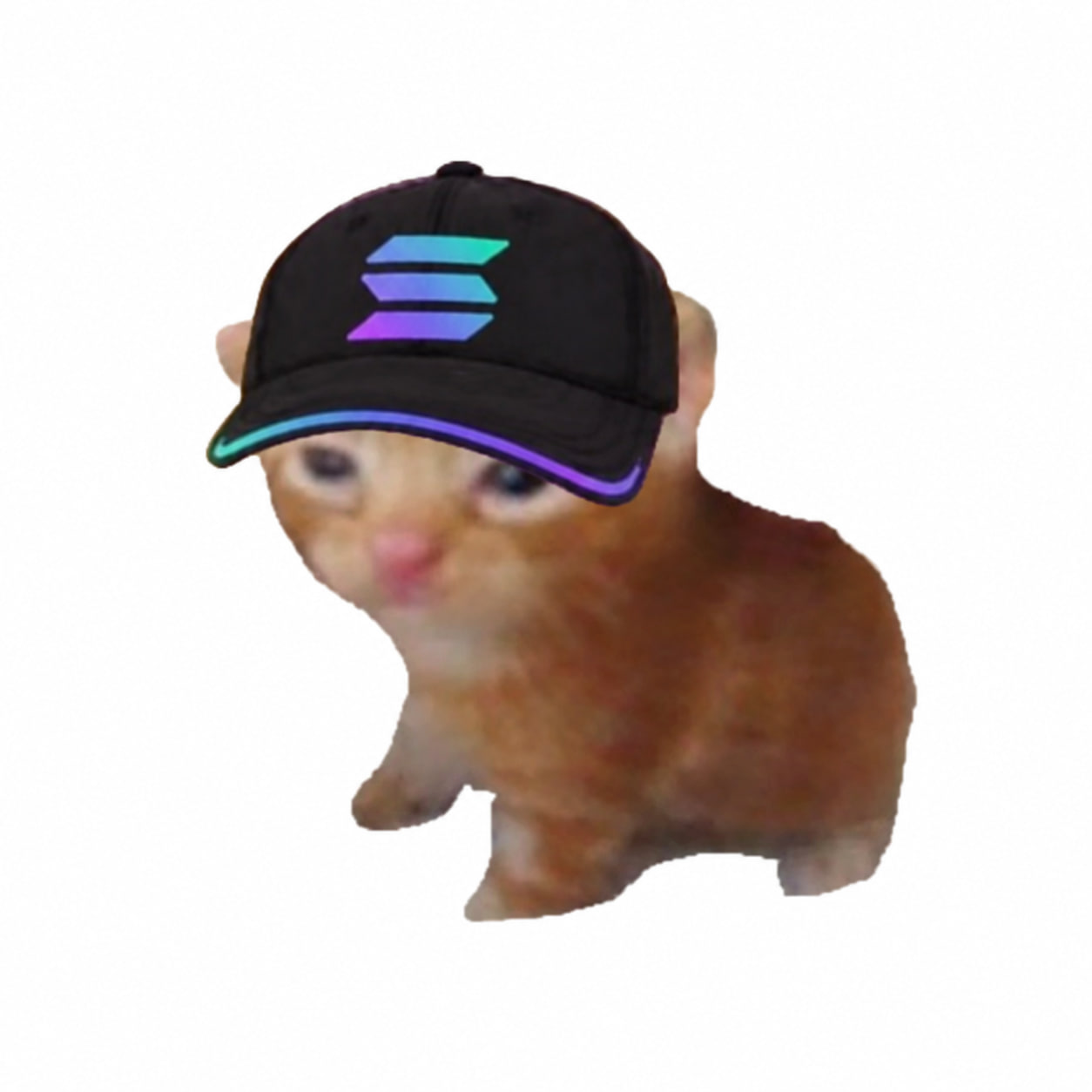 SOLANA KITTY wearing a Solana cap